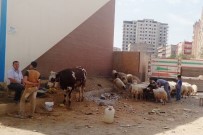 İSMAIL ÇETIN - Kurbanlık Satışlarından Hem Alıcı Hem De Satıcı Memnun