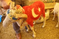 AYVALı - Ay Yıldızlı Kuzusunu Satmaya Kıyamadı