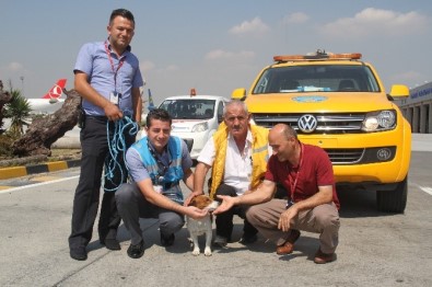 Havalimanı Apronunda Kaybolan Köpek Ekipleri Alarma Geçirdi
