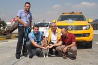 EVCİL KÖPEK - Havalimanı Apronunda Kaybolan Köpek Ekipleri Alarma Geçirdi