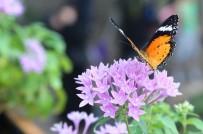 KELEBEKLER VADİSİ - Tropikal Kelebek Bahçesi Bayramın 3. Günü Açık Olacak