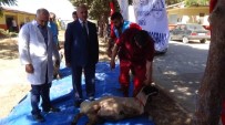 AZEZ - Cumhurbaşkanı Erdoğan Ve Eşi Emine Erdoğan'ın Vekalet Verdikleri Kurbanlar Kilis'te Kesildi