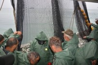 BALIK BEREKETİ - Denizde palamut bolluğu