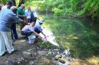 Kırmızı Benekli Alabalıklar Tabii Yaşam Alanlarına Bırakıldı
