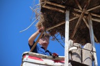 KIŞ BAKIMI - Leylek Yuvalarında Temizlik