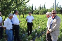 (Sabah Geçilecek) Kırklareli'nde Şeker Otu Üretimi Çalışmaları