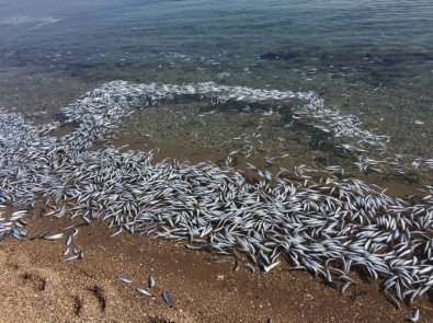 Bozcaada'da Sahile Vuran Yüzlerce Balık Korkuttu