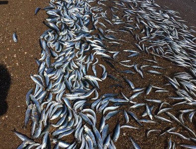 Bozcaada sahiline yüzlerce ölü balık vurdu