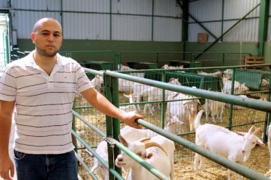 Bu Keçiler Üreticinin Yüzünü Güldürüyor