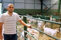 KEÇİ SÜTÜ - Bu Keçiler Üreticinin Yüzünü Güldürüyor