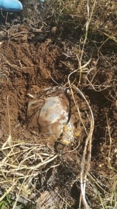 Jandarma Faciayı Önledi