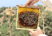 İzmir'e 10 Bal Ormanı