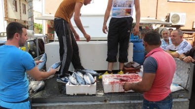 Marmara'da Palamut Bereketi