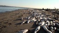Mersin'de Balık Ölümleri İnceleniyor