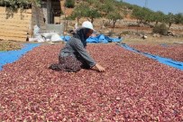 Antep Fıstığı Besni İlçesinin Ekonomide Can Damarı