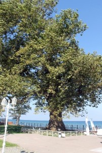 Atatürk'ün Çınar Ağacı 400 Yaşına Girdi
