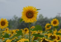 Karadenizbirlik'ten Ayçiçeğine 1.58 Lira