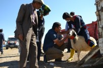 Ağrı'da Genç Çiftçilere Hayvanları Dağıtılmaya Başlandı
