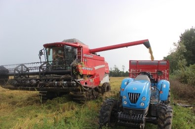 Çeltik Tarlasında 'Dane Kaybı' İncelemesi