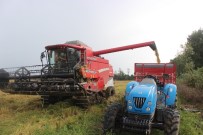 OSMAN AKMAN - Çeltik Tarlasında 'Dane Kaybı' İncelemesi