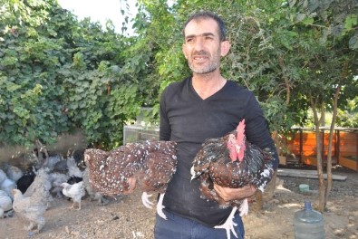 Hobi Olarak Ürettiği Süs Tavuklarını 2 Bin TL'den Satıyor