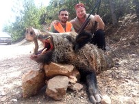 DOMUZ AVI - Balıkesir'de Dağdan İnen Domuzlar Koyunlara Saldırıyor