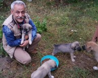 HAYVAN SEVERLER - Öğretmen, 9 Köpek Yavrusuna Sahip Çıktı