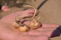 ABDULLAH AKDAŞ - Isparta Safran Üretecek