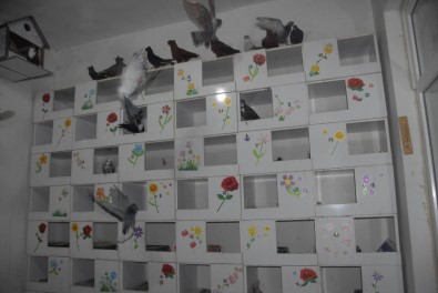 Türkiye'de Bir İlk Açıklaması Güvercinler İçin Otel !