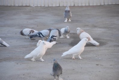 Türkiye'de Bir İlk, Diyarbakır'da Güvercinler İçin Otel Kuruldu