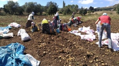 Türkiye'nin İlk 'Beyaz Patates' Hasadı Yapılacak