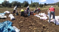 Türkiye'nin İlk 'Beyaz Patates' Hasadı Yapılacak Haberi