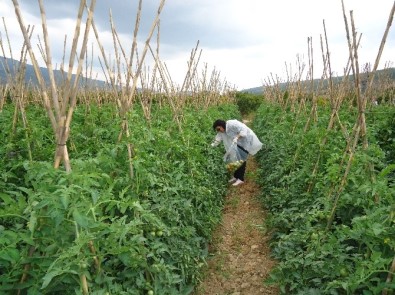 Bilecik'te Sebze-Meyve Ürünlerinde 2016 Yılı Hasat Öncesi Pestisit Denetimleri