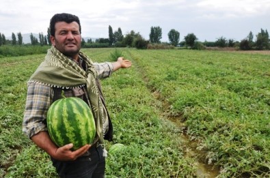 Organik Patatesten Sonra Karpuz Üretti, Tüm Türkiye'ye Sattı