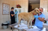 HAYVAN SEVERLER - Kepez'de Her Ay Yüzlerce Hayvan Tedavi Ve Rehabilite Ediliyor