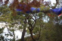 BUHARA - Amatör Yamaç Paraşütü Pilotu Ölümden Döndü