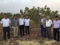 OKTAY ATEŞ - Kurtalan'da Fıstık Ve Elma Hasadı Yapıldı