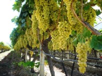 TEŞVİK PRİMİ - Sarıgöl'de Üzüm Bağları Örtülmeye Başlandı