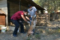DOYRAN  - Konyaaltı Belediyesi'nden Ölüme Terk Edilen Köpeklere Yardım Eli
