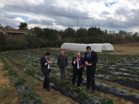 ZEKERIYA SARıKOCA - Çilek Tarlasında İnceleme