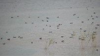 ERÇEK GÖLÜ - Erçek Gölü'ndeki Kuş Ölümleri Takip Ediliyor