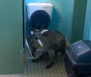 Evde Tuvalet Kağıdı Yiyen Bir Kanguruyla Karşılaştılar