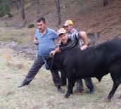 TUNÇBILEK - Kaçan Kurbanlık Dana 2 Hafta Sonra Ormanda Yakalandı