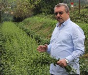 İMDAT SÜTLÜOĞLU - 'Rize Şekeri'nde Yaygın Üretime Geçiliyor