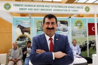 KERVANSARAY - Türkiye'de Koyun Ve Keçi Sayısı 10 Yılda 14 Milyon Arttı