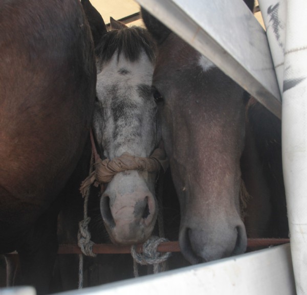Polisin durdurduğu TIR'ın kasasından 35 at çıktı