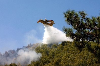 Aydın Ve Muğla'da 300 Orman Yangını Çıktı