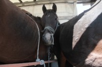 Durdurulan TIR'dan 35 At Çıktı