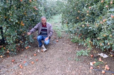 Elma Para Etmedi, 250 Bin Ağaç Sökülüp Odun Olacak...(ÖZEL HABER)