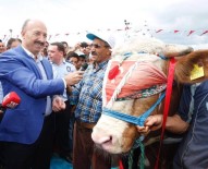 SULTANGAZİ BELEDİYESİ - En Güzel Kurbanlıklar Podyumda Yarıştı